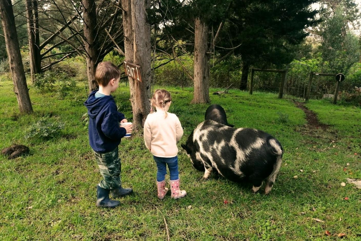 Fernhill Guest Farm Cottages Knysna Exteriör bild